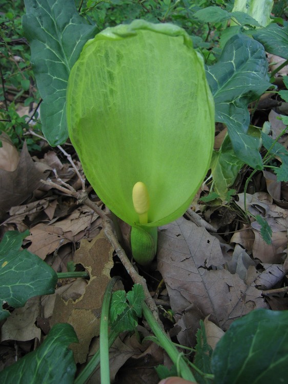 Arum italicum